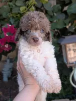Blue Eyes, a male Poodle - Miniature  for sale in Laveen, AZ – 4 of 5