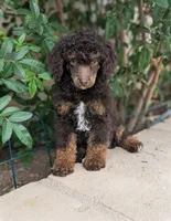 Cadence, a male Poodle - Miniature  for sale in Laveen, AZ – Photo 3 of 4
