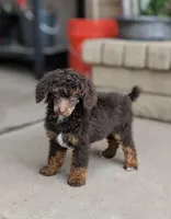 Cadence, a male Poodle - Miniature  for sale in Laveen, AZ – Photo 2 of 4