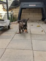 Cadence, a male Poodle - Miniature  for sale in Laveen, AZ – Photo 4 of 4