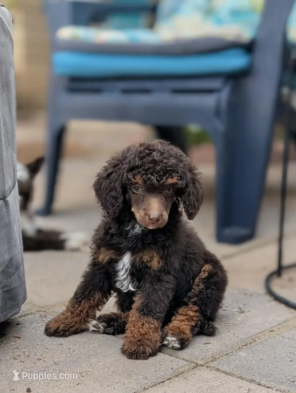 Cadence – Poodle - Miniature  puppy for sale in Laveen, AZ