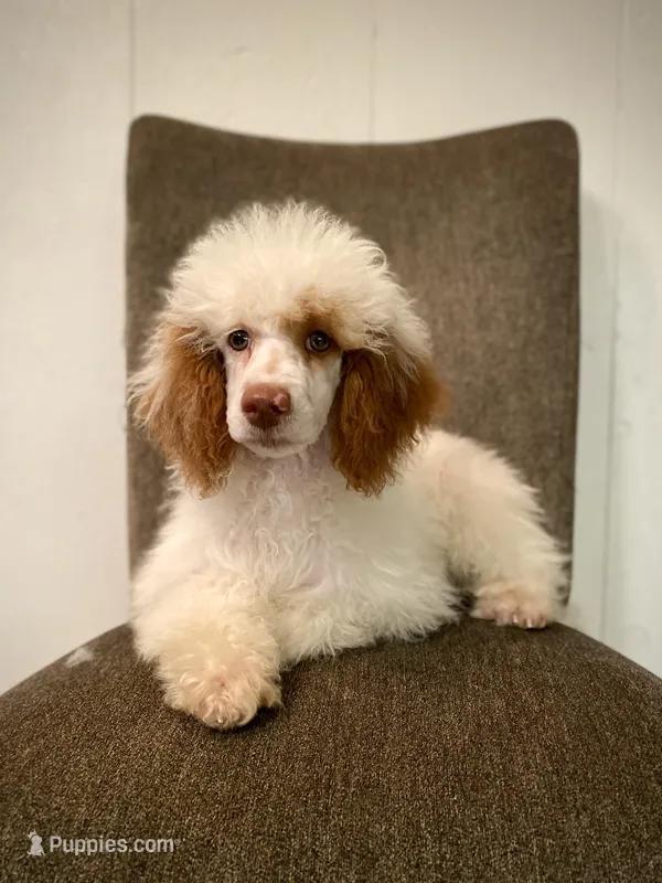 Clear - bb brown based