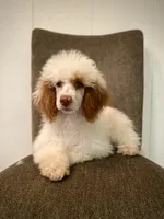 Clear - bb brown based, a female Poodle - Miniature  for sale in Laveen, AZ – Photo 1 of 3