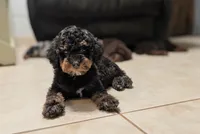 Flint, a male Poodle - Miniature  for sale in Laveen, AZ – 2 of 6