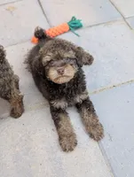 Hugo, a male Poodle - Miniature  for sale in Laveen, AZ – 2 of 3