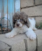 Blue Eyes, a male Poodle - Miniature  for sale in Laveen, AZ – 5 of 5