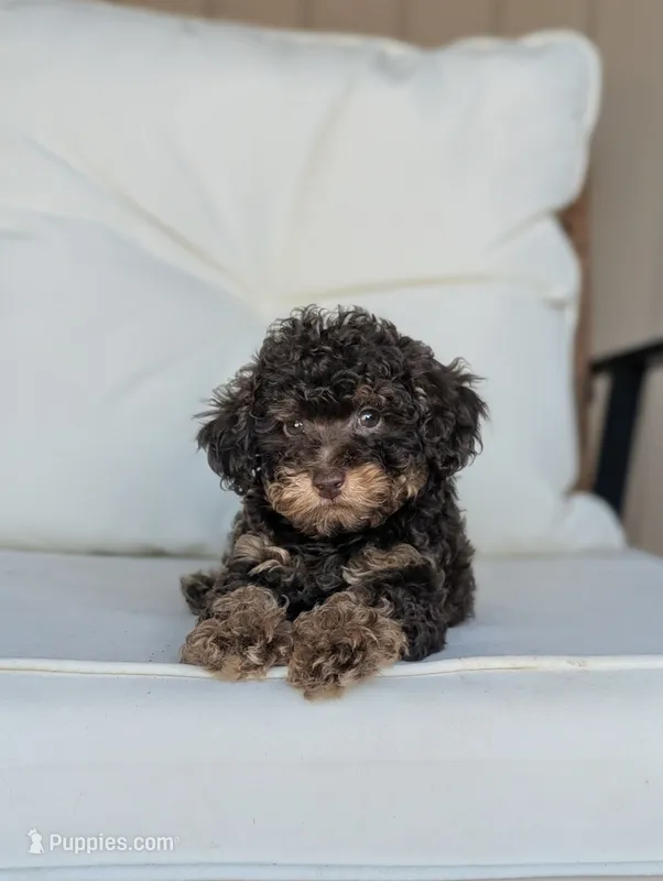 Arlo – Poodle - Miniature  puppy for sale in Laveen, AZ