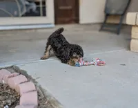 Arlo, a male Poodle - Miniature  for sale in Laveen, AZ – 3 of 4
