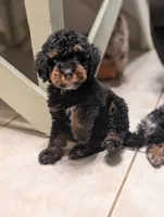 Flint, a male Poodle - Miniature  for sale in Laveen, AZ – 5 of 6
