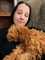 Clifford, a male Poodle - Miniature  for sale in Laveen, AZ – 5 of 8
