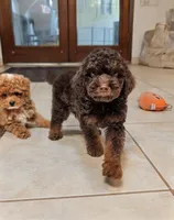 Cedar, a male Poodle - Miniature  for sale in Laveen, AZ – 4 of 4