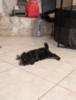 Flint, a male Poodle - Miniature  for sale in Laveen, AZ – 6 of 6