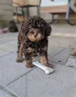 Arlo, a male Poodle - Miniature  for sale in Laveen, AZ – 4 of 4