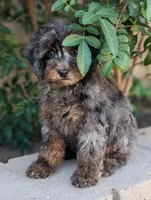 Siren, a female Poodle - Miniature  for sale in Laveen, AZ – Photo 3 of 6