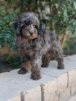Siren, a female Poodle - Miniature  for sale in Laveen, AZ – Photo 2 of 6