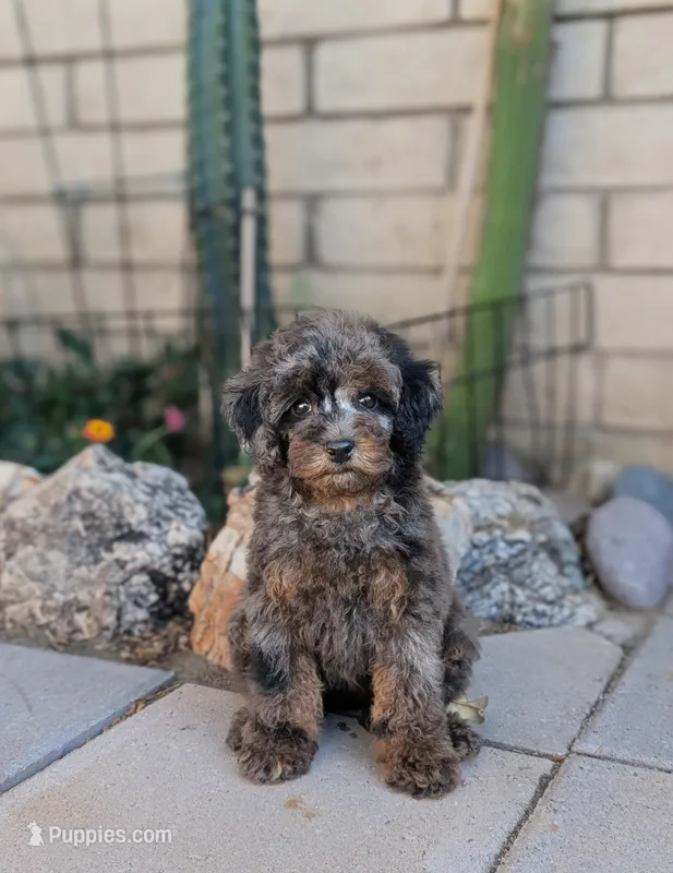 Siren – Poodle - Miniature  puppy for sale in Laveen, AZ