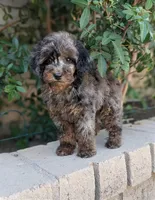 Siren, a female Poodle - Miniature  for sale in Laveen, AZ – Photo 5 of 6