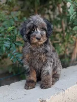 Siren, a female Poodle - Miniature  for sale in Laveen, AZ – Photo 4 of 6