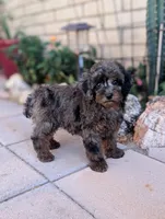 Siren, a female Poodle - Miniature  for sale in Laveen, AZ – Photo 6 of 6