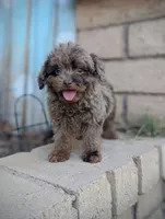 Tiny Brown Merle, a male Poodle - Miniature  for sale in Laveen, AZ – 2 of 2