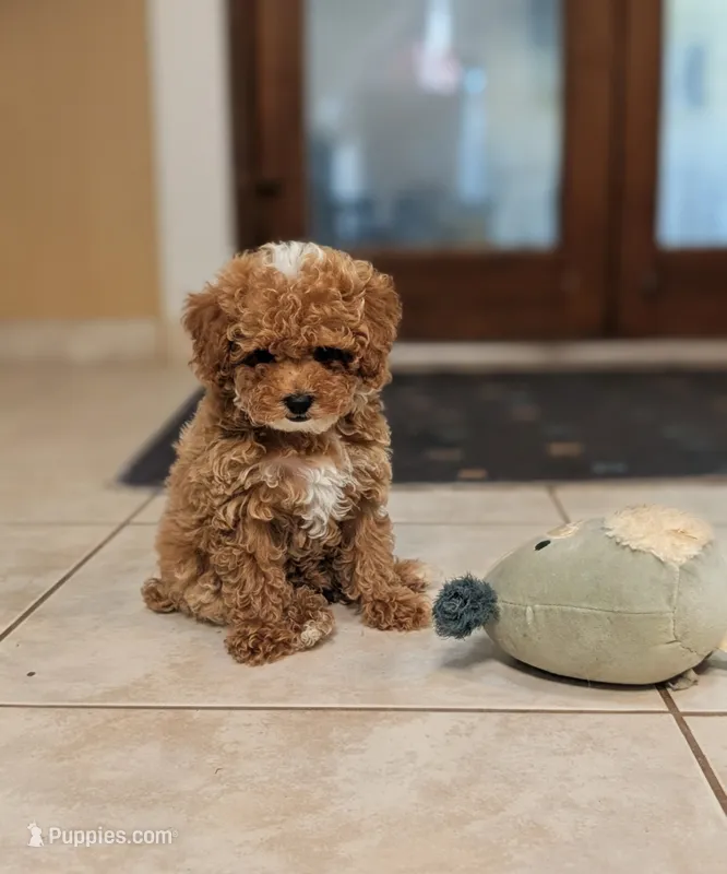 Delilah – Poodle - Toy  puppy for sale in Laveen, AZ
