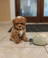 Delilah, a female Poodle - Toy  for sale in Laveen, AZ – 1 of 4