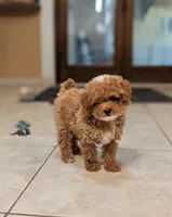 Delilah, a female Poodle - Toy  for sale in Laveen, AZ – 4 of 4