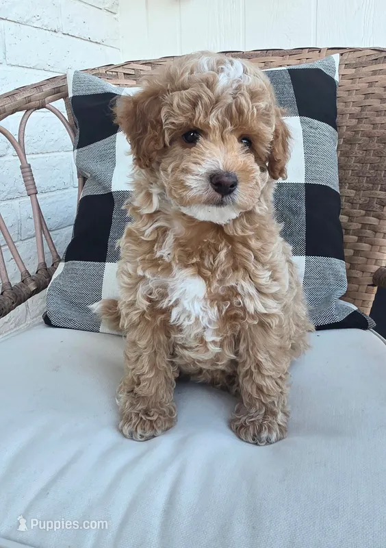 Peanut – Poodle - Miniature  puppy for sale in Laveen, AZ