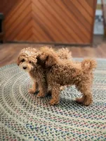 Peanut, a male Poodle - Miniature  for sale in Laveen, AZ – 5 of 8
