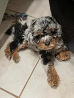 Moss, a male Poodle - Miniature  for sale in Laveen, AZ – 5 of 5