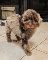 Rowan, a male Poodle - Miniature  for sale in Laveen, AZ – 2 of 5