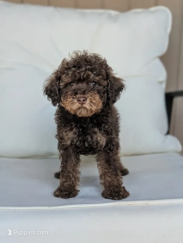 Cleo – Poodle - Miniature  puppy for sale in Laveen, AZ