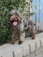 Tiny Brown Merle, a male Poodle - Miniature  for sale in Laveen, AZ – 4 of 7