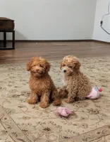Clifford, a male Poodle - Miniature  for sale in Laveen, AZ – 3 of 8