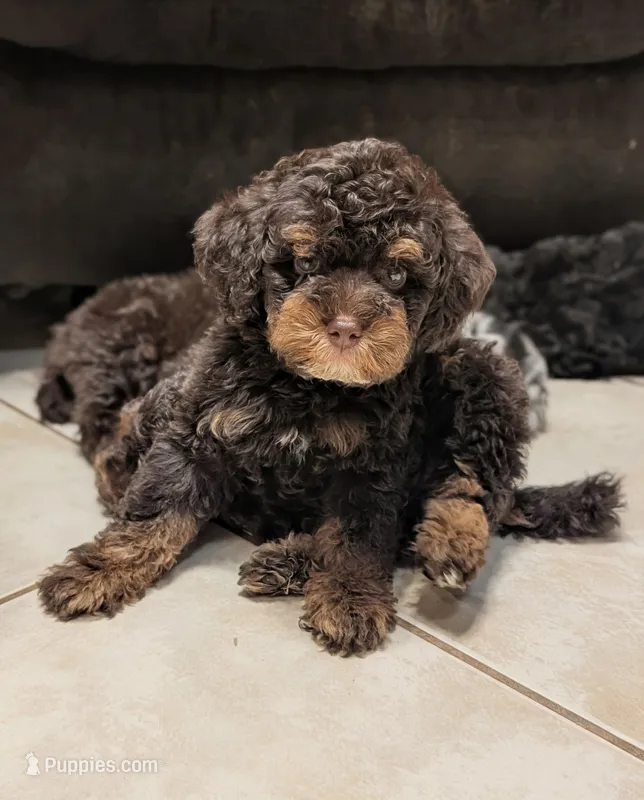 Jasper – Poodle - Miniature  puppy for sale in Laveen, AZ