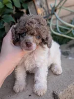 Blue Eyes, a male Poodle - Miniature  for sale in Laveen, AZ – 3 of 5