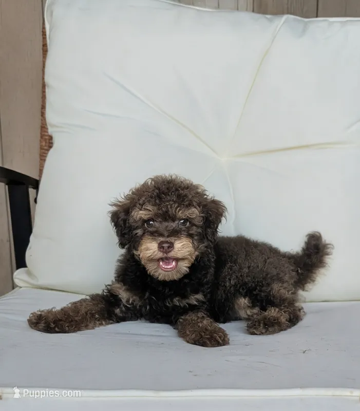 Hugo – Poodle - Miniature  puppy for sale in Laveen, AZ