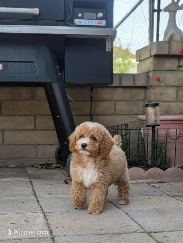 Kobe – Poodle - Miniature  puppy for sale in Laveen, AZ