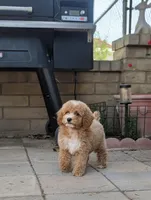 Kobe, a male Poodle - Miniature  for sale in Laveen, AZ – Photo 1 of 10