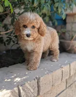 Kobe, a male Poodle - Miniature  for sale in Laveen, AZ – Photo 7 of 10