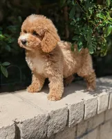 Kobe, a male Poodle - Miniature  for sale in Laveen, AZ – Photo 10 of 10