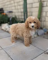 Kobe, a male Poodle - Miniature  for sale in Laveen, AZ – Photo 8 of 10