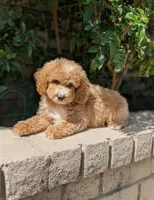 Kobe, a male Poodle - Miniature  for sale in Laveen, AZ – Photo 9 of 10
