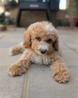 Kobe, a male Poodle - Miniature  for sale in Laveen, AZ – Photo 5 of 10