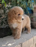 Kobe, a male Poodle - Miniature  for sale in Laveen, AZ – Photo 4 of 10