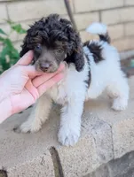 Brown Phantom Parti AKC, a male Poodle - Miniature  for sale in Laveen, AZ – 2 of 2