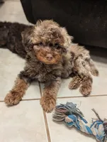 Rowan, a male Poodle - Miniature  for sale in Laveen, AZ – 4 of 5