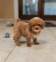 Delilah, a female Poodle - Toy  for sale in Laveen, AZ – 3 of 4