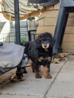 Jezebel, a female Poodle - Miniature  for sale in Laveen, AZ – Photo 3 of 6