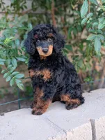 Jezebel, a female Poodle - Miniature  for sale in Laveen, AZ – Photo 4 of 6